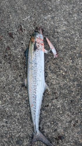 サゴシの釣果