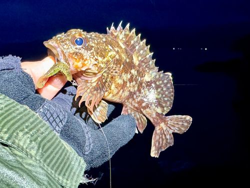 ガシラの釣果