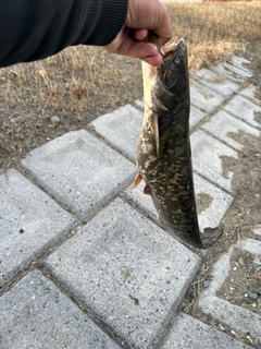 ナマズの釣果