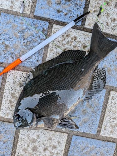メジナの釣果