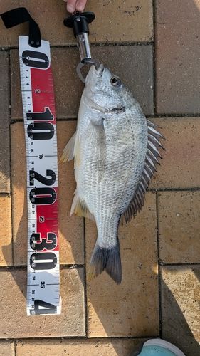 チヌの釣果