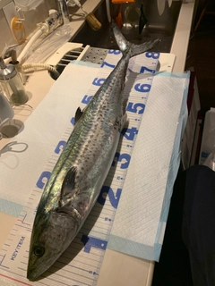 サワラの釣果