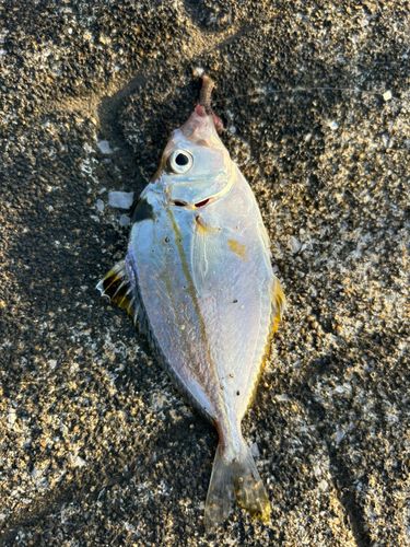 ヒイラギの釣果