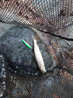 ヤマメの釣果