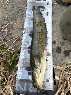 ナマズの釣果