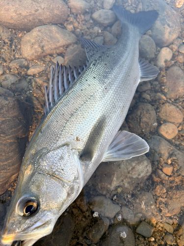 マルスズキの釣果