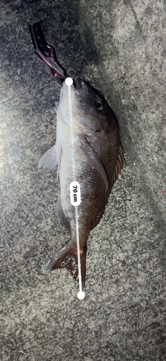 タイの釣果