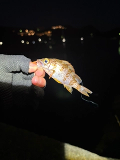 アカメバルの釣果