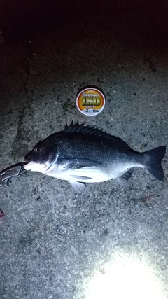 クロダイの釣果