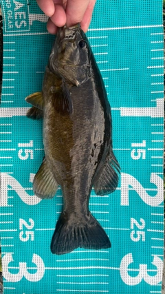 スモールマウスバスの釣果