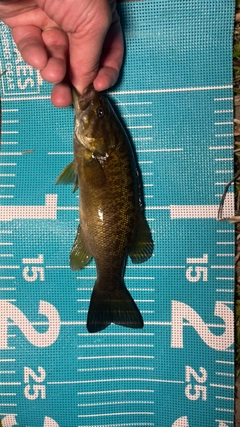 スモールマウスバスの釣果