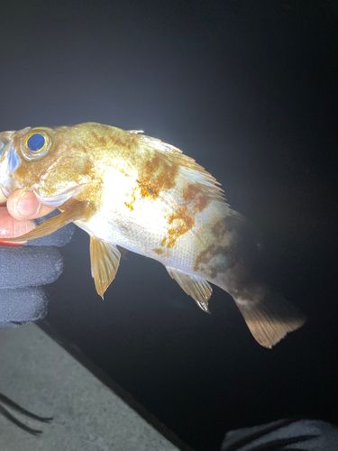 メバルの釣果