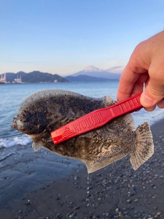 ソゲの釣果