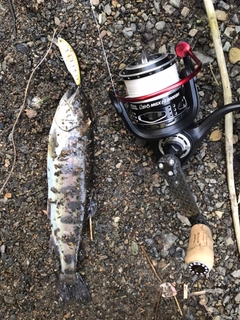 ヤマメの釣果