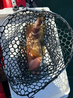 アコウの釣果