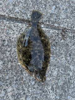 マコガレイの釣果