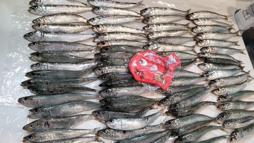 イワシの釣果