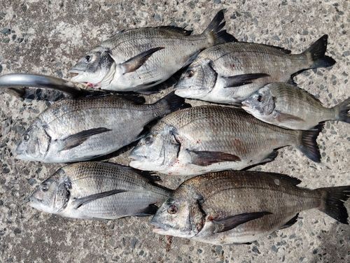 チヌの釣果