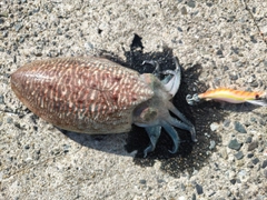 コウイカの釣果