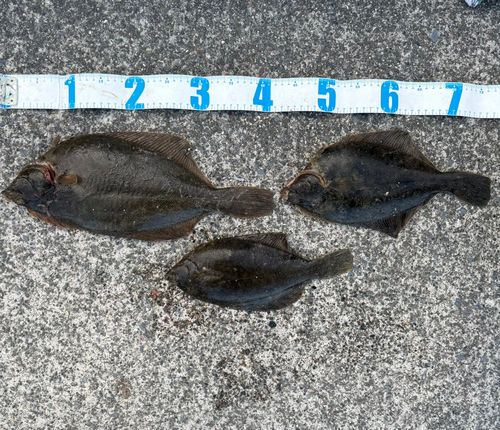 マコガレイの釣果
