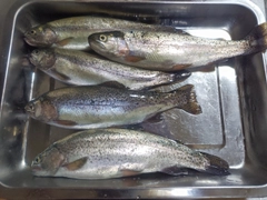 ニジマスの釣果