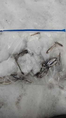 ワカサギの釣果