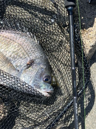 キビレの釣果