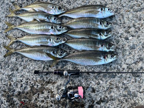 アジの釣果