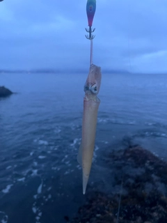 マメイカの釣果