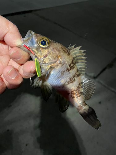 メバルの釣果