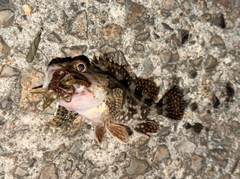 アラカブの釣果