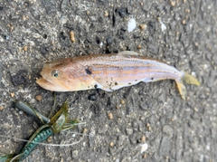 オキエソの釣果