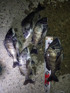 クロダイの釣果