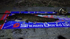 マナマズの釣果