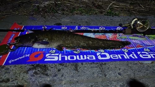 マナマズの釣果