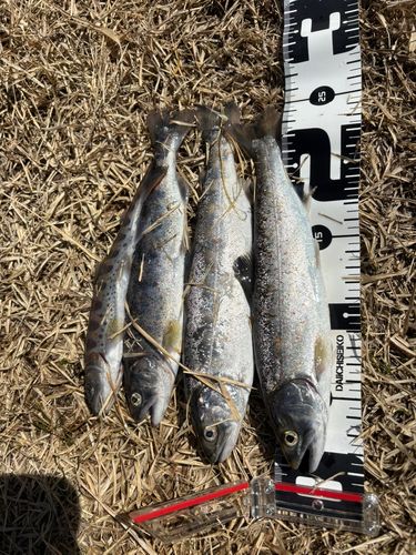 アマゴの釣果