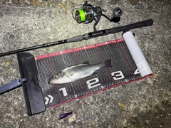 ヒラスズキの釣果