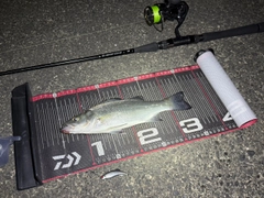 ヒラスズキの釣果