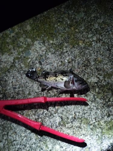 クロソイの釣果