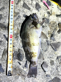 クロメバルの釣果