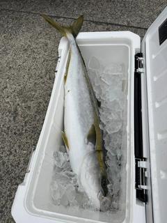 ワラサの釣果