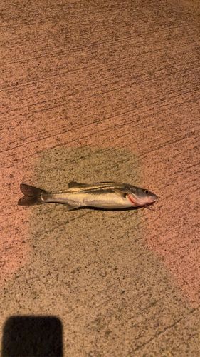 スズキの釣果