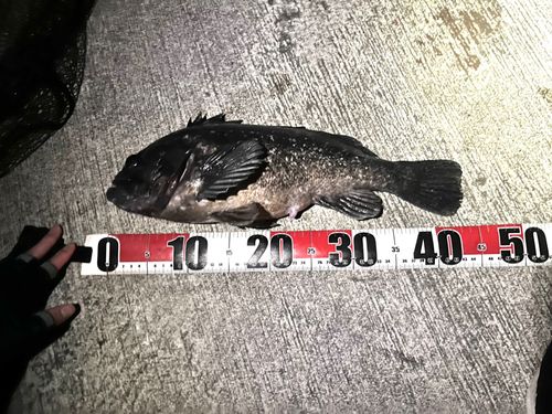 クロソイの釣果