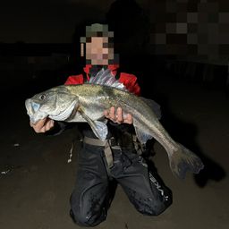 最強！！KEIKO！！3歳児！！ さんの 2026年03月14日のスズキの釣り