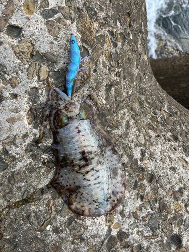アオリイカの釣果