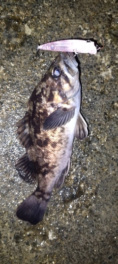 釣果