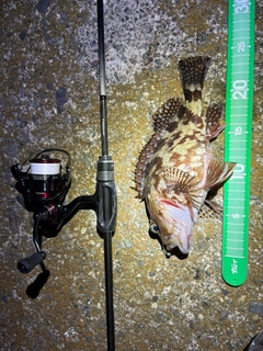 カサゴの釣果