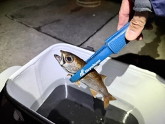 アカムツの釣果