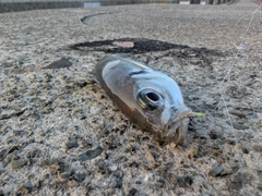マアジの釣果