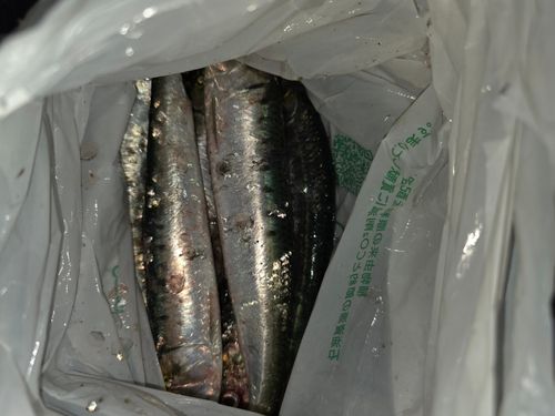 イワシの釣果